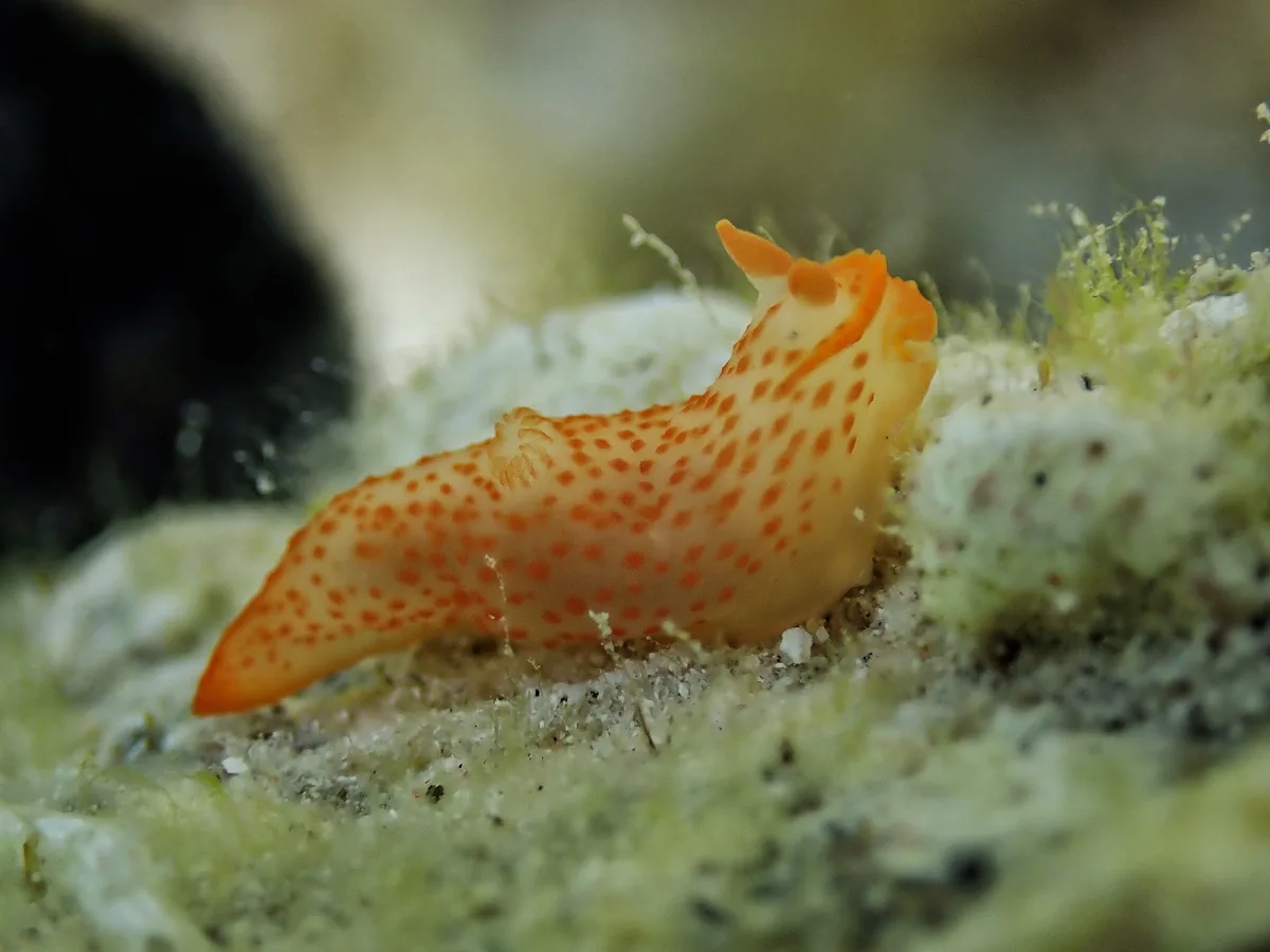 Gymnodoris alba.