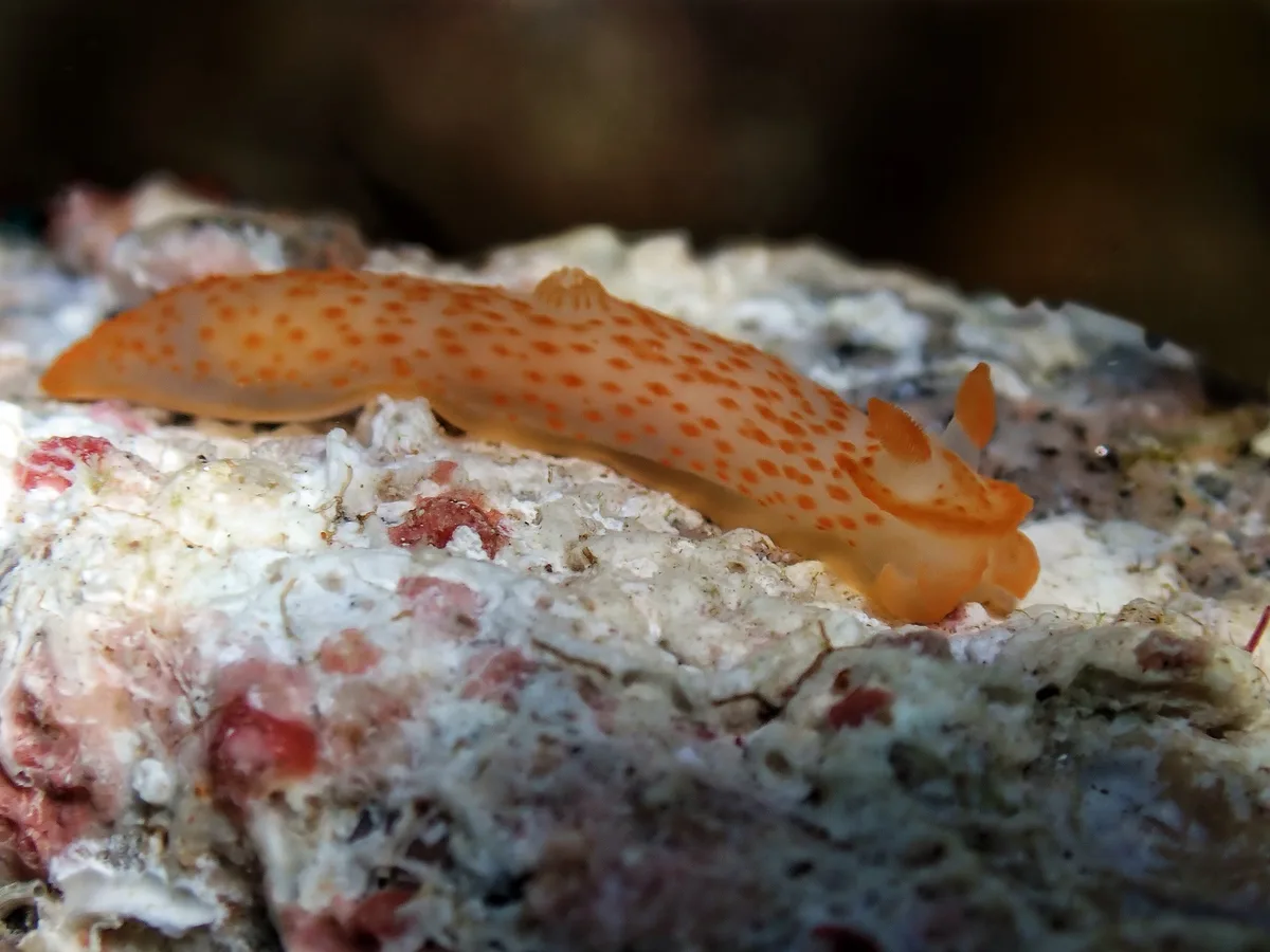 Gymnodoris alba.