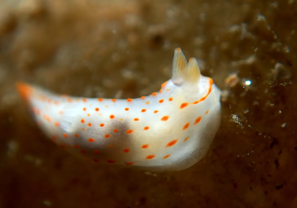 Gymnodoris alba