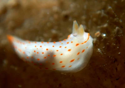 Gymnodoris alba