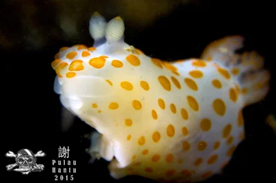 Gymnodoris alba