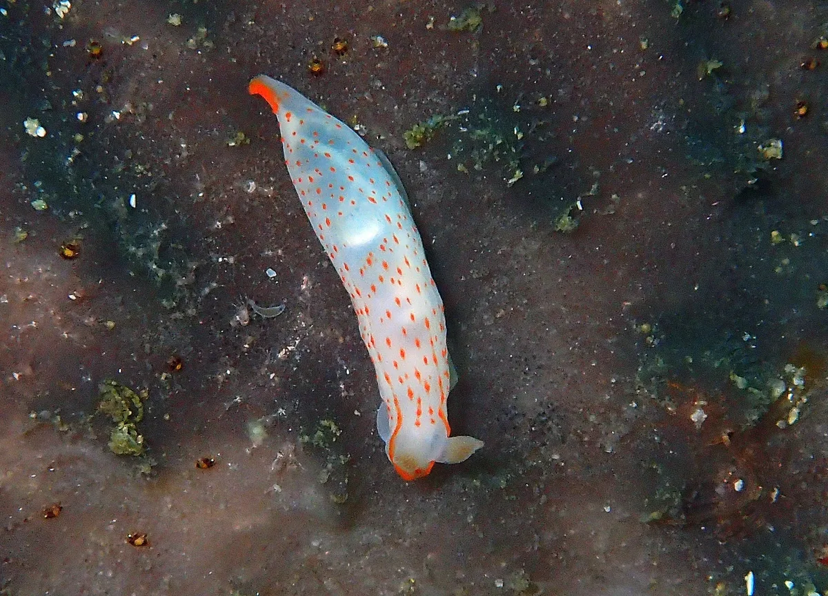 Gymnodorididae - Orange-Spotted Gymnodoris (Gymnodoris alba)