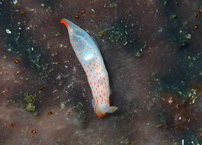 Gymnodorididae - Orange-Spotted Gymnodoris (Gymnodoris alba)