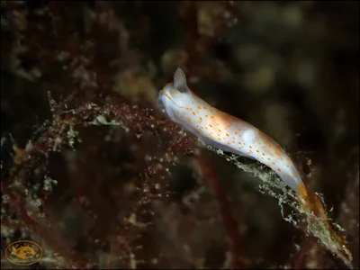 Nudibranch (Gymnodoris alba)
