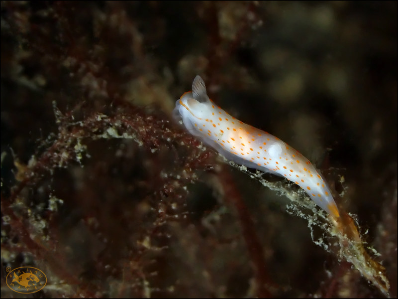 Nudibranch (Gymnodoris alba)