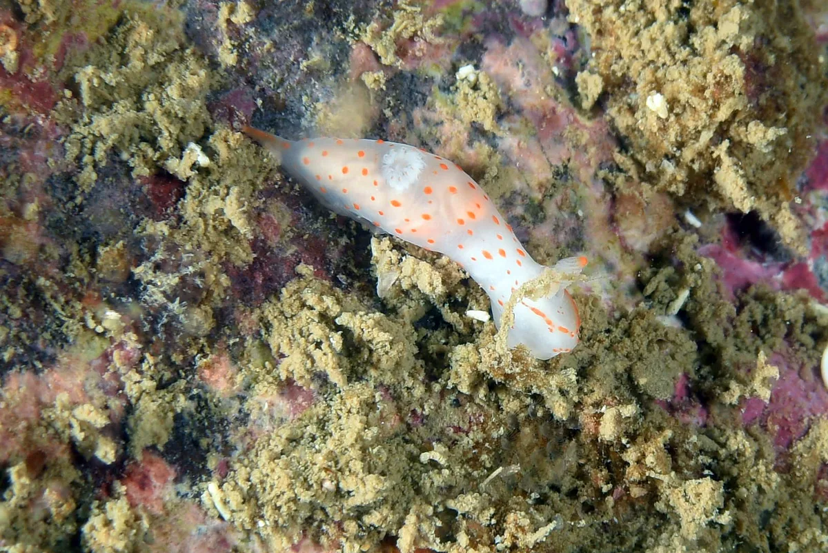 Gymnodoris alba_HK2021
