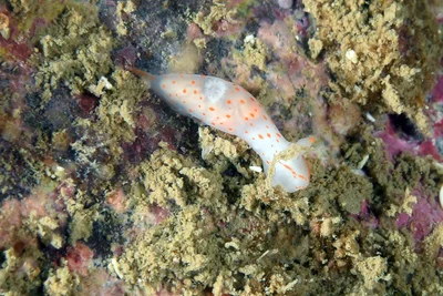 Gymnodoris alba_HK2021