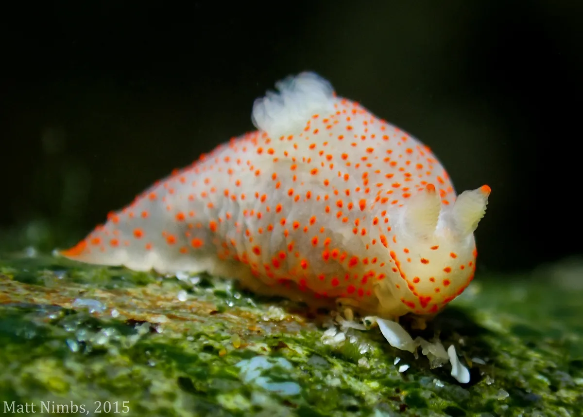 Heterobranchia | Nudibranchia | Gymnodorididae | Gymnodoris alba (Bergh, 1877) - Low Reef (Solitary Islands Marine Park) NSW, Australia