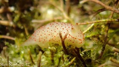 Heterobranchia | Nudibranchia | Gymnodorididae | Gymnodoris alba (Bergh, 1877) Woolgoolga (Solitary Islands Marine Park) NSW, Australia