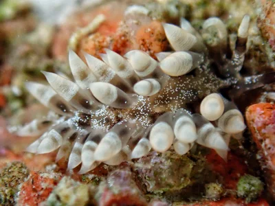 Herviella albida.