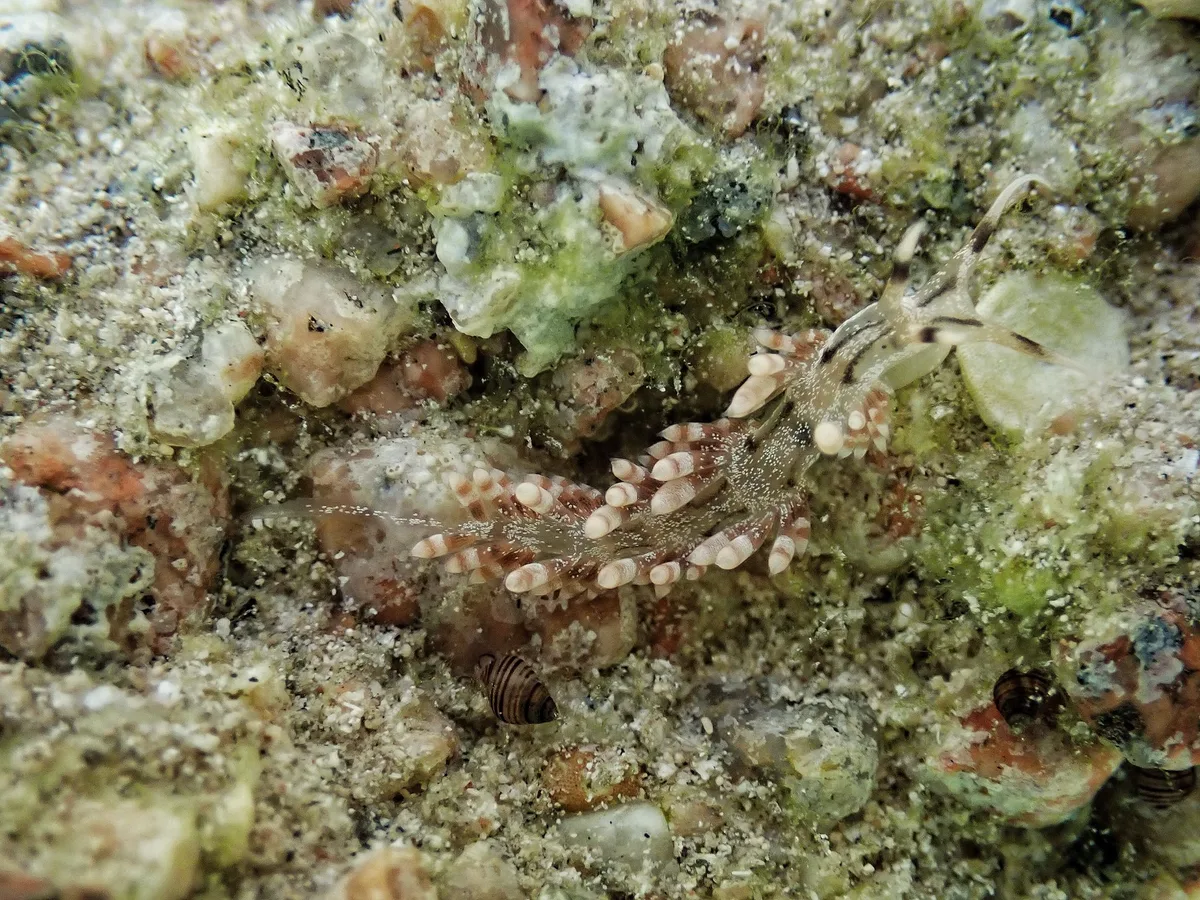 Herviella albida.