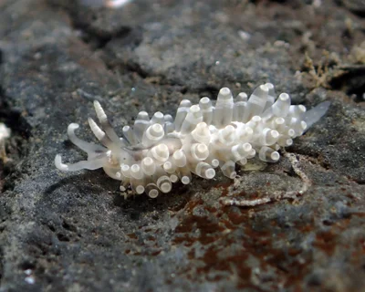 Herviella albida - L'Étang-Salé 97427, La Réunion