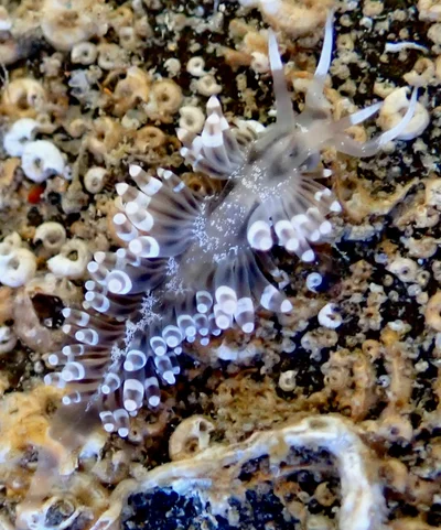 Herviella albida - Burleigh Heads Rocky Shores QLD, Australia