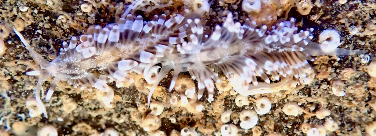 Herviella albida - Burleigh Heads Rocky Shores QLD, Australia