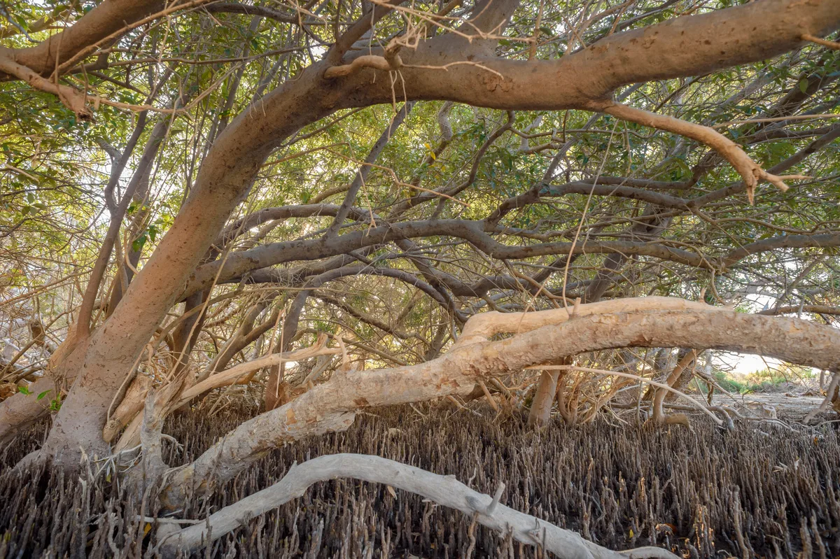 White Mangrove