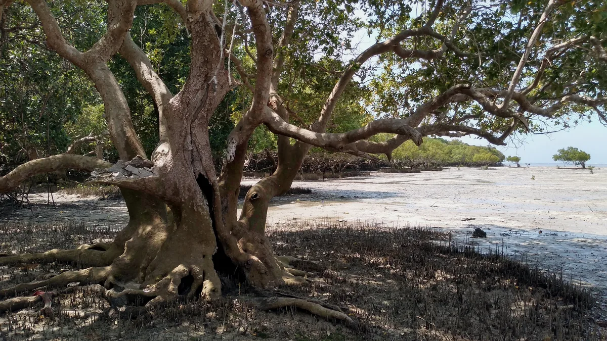 White Mangrove