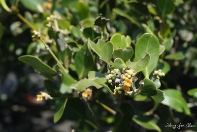 Avicennia marina