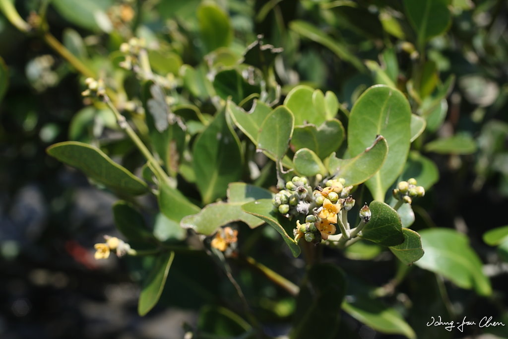 Avicennia marina