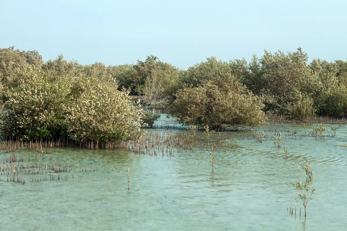 Avicennia marina