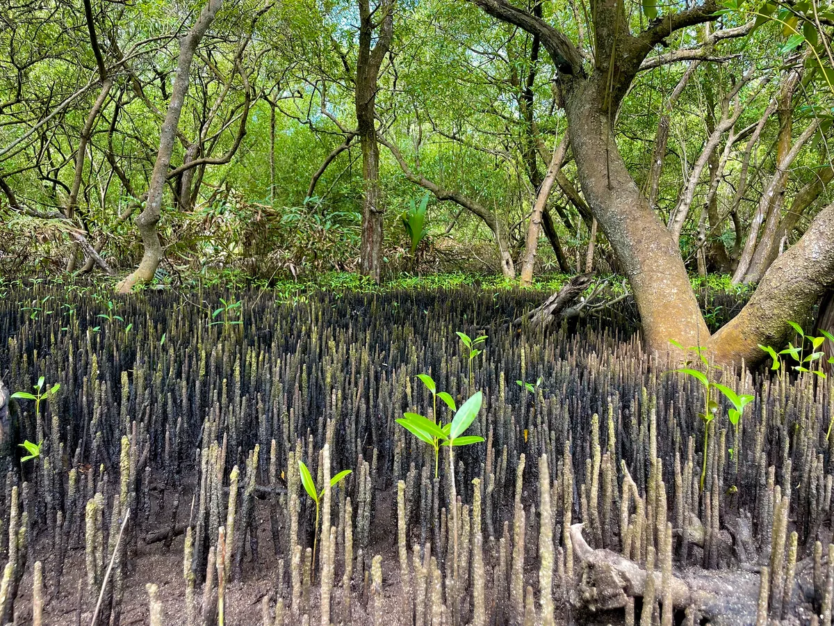 Avicennia marina