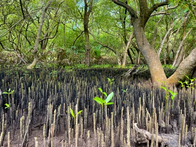 Avicennia marina