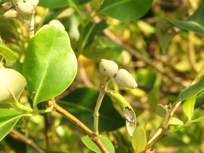 Avicennia marina
