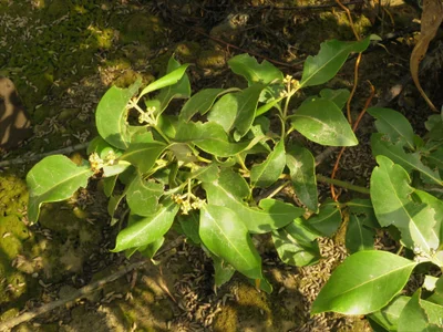 Avicennia marina