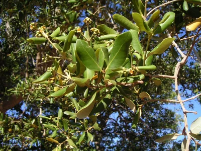 Avicennia marina 02