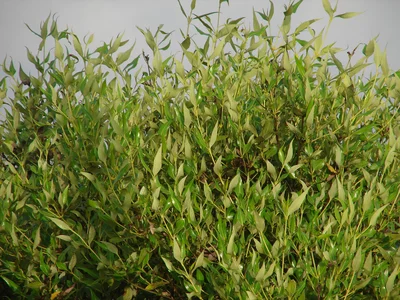 Avicennia marina