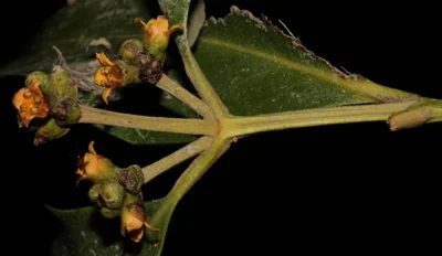 Avicennia marina