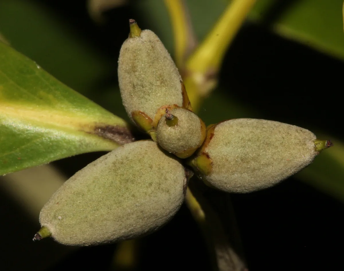 Avicennia marina