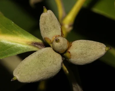 Avicennia marina