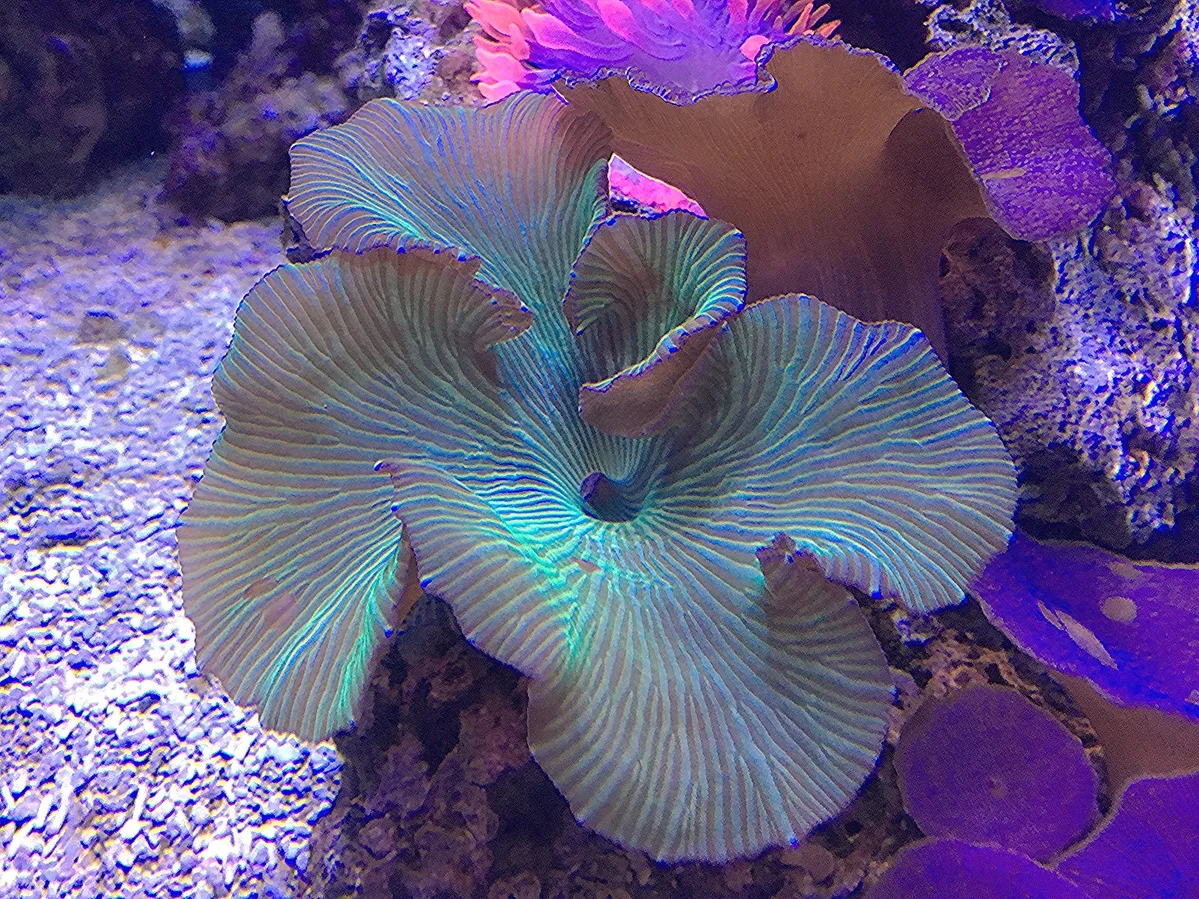 Discosoma sp.