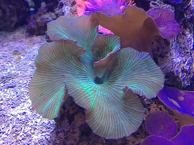 Discosoma sp.