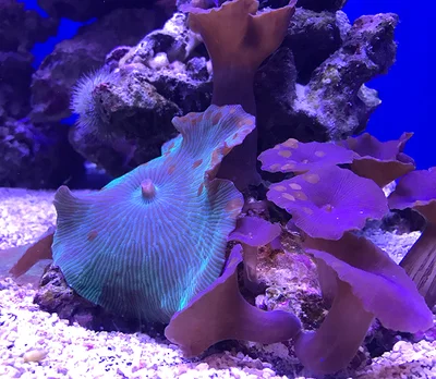 Discosoma sp.