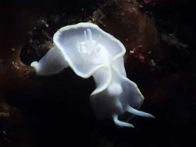 Glossodoris pallida