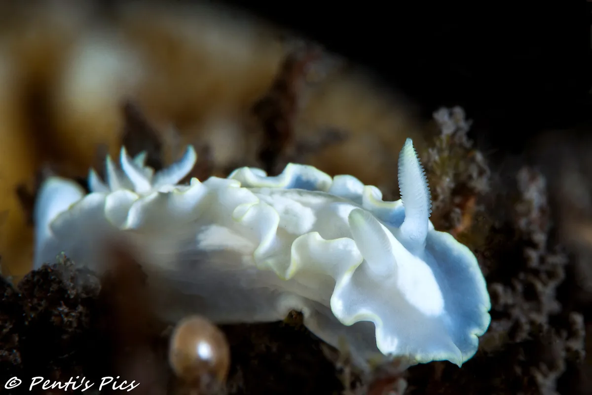 Glossodoris pallida