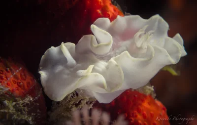 Glossodoris pallida