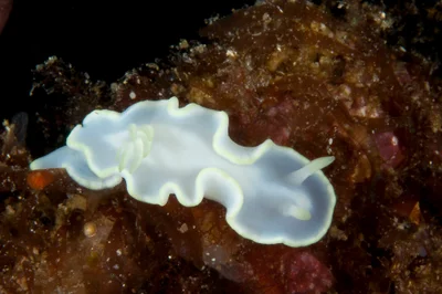 Glossodoris pallida