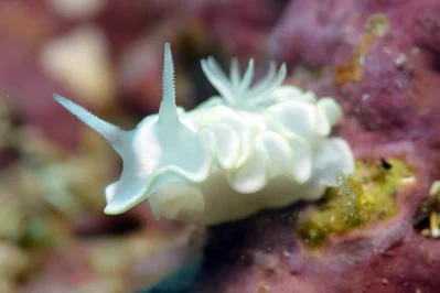 Glossodoris pallida