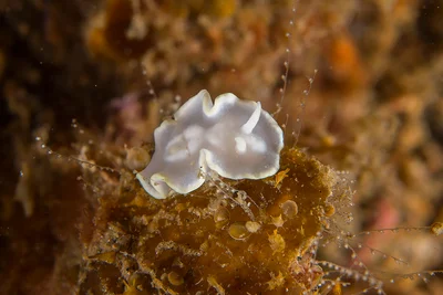 Glossodoris pallida
