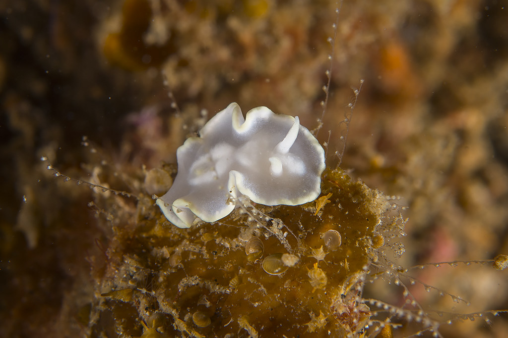 Glossodoris pallida
