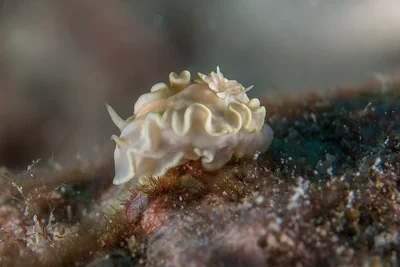 Glossodoris pallida
