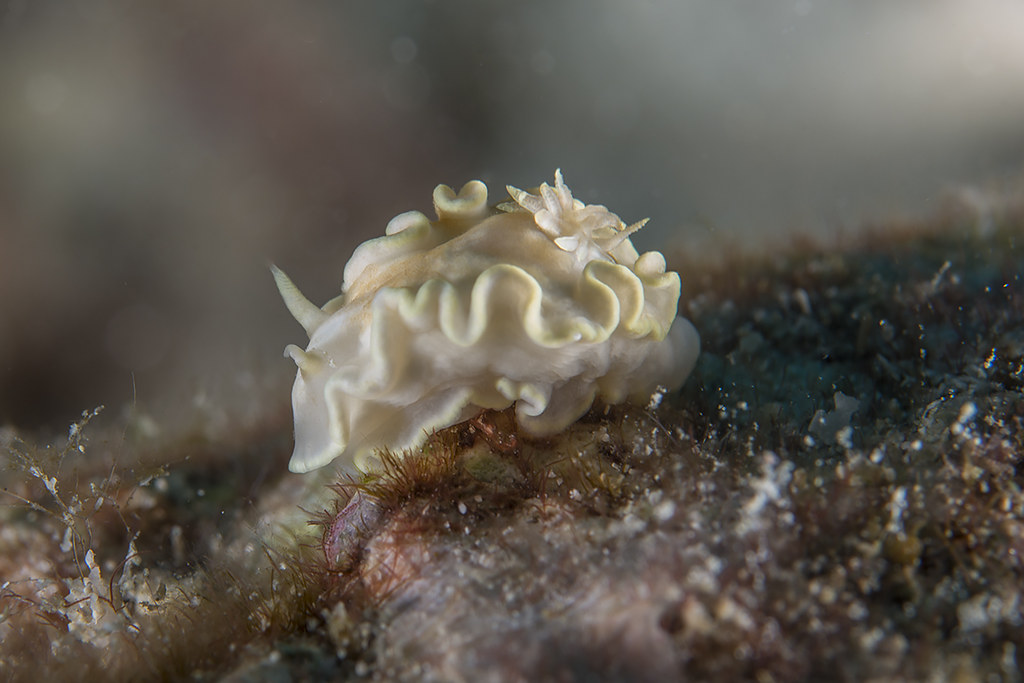 Glossodoris pallida