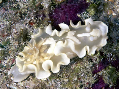 Glossodoris pallida