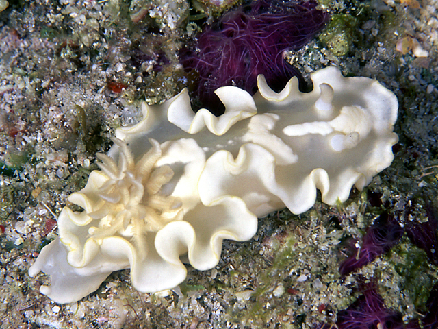 Glossodoris pallida