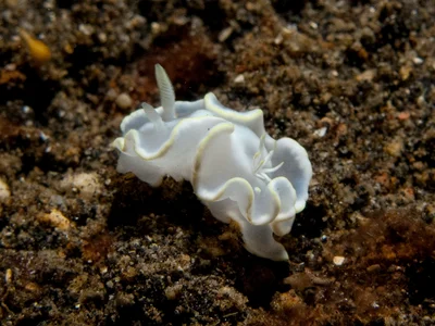 Glossodoris pallida