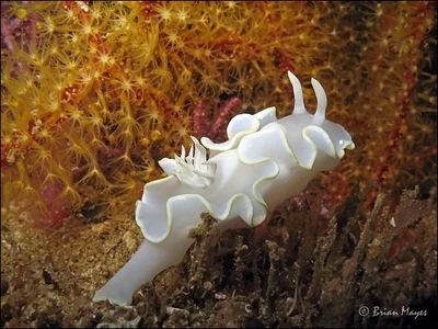 Nudibranch (Glossodoris pallida)