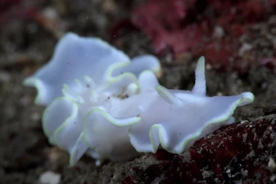 Glossodoris pallida 蒼白多彩海蛞蝓