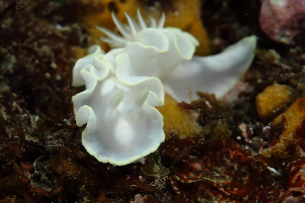 Glossodoris pallida 蒼白多彩海蛞蝓